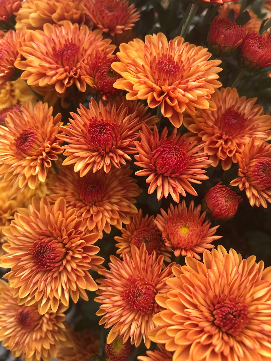 yellow and red flowers in macro lens photography